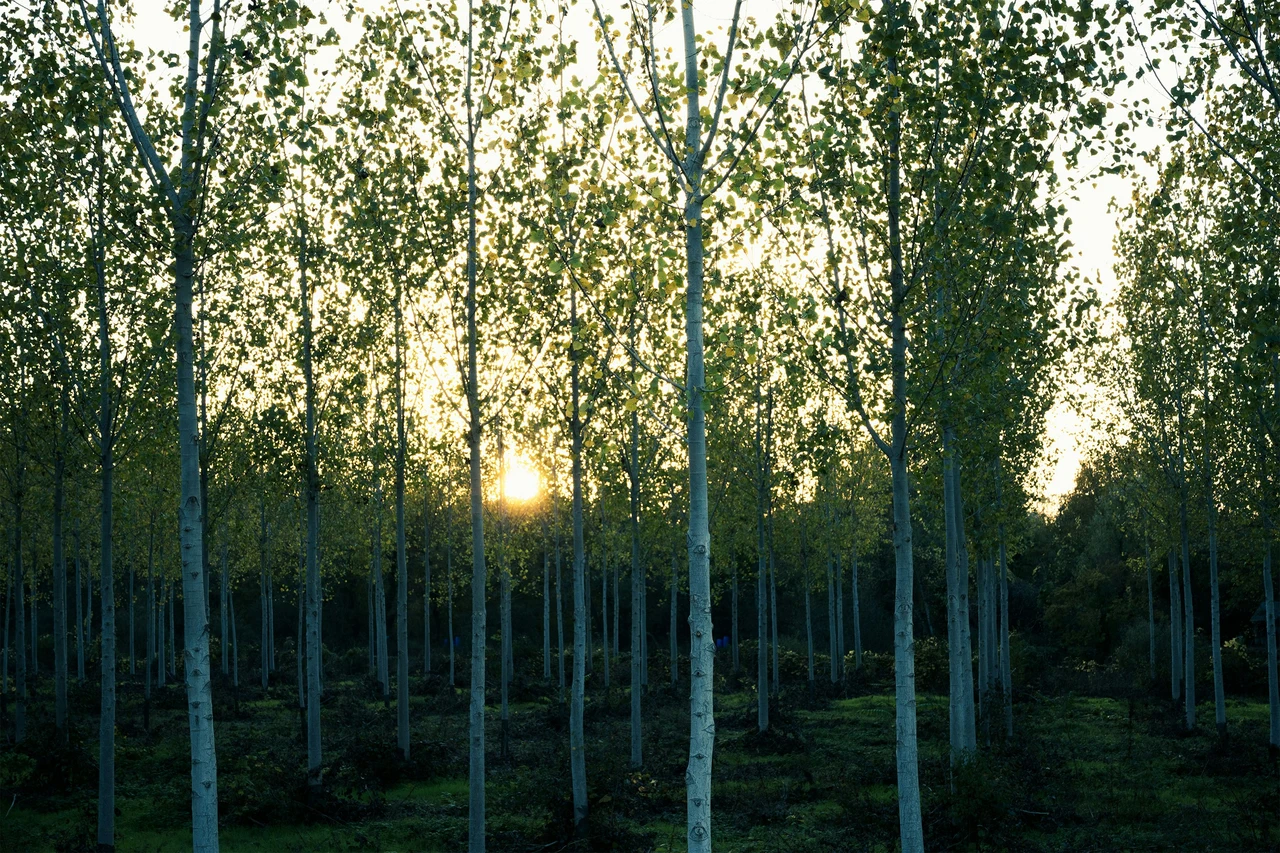 La cifra incredibile che ti lascerà a bocca aperta: ecco quanti alberi esistono sulla Terra