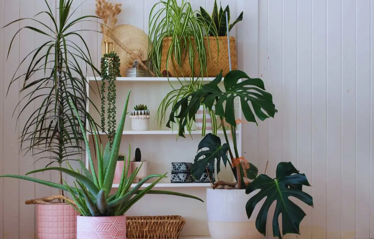 Il segreto nascosto delle piante che può rivoluzionare la tua salute