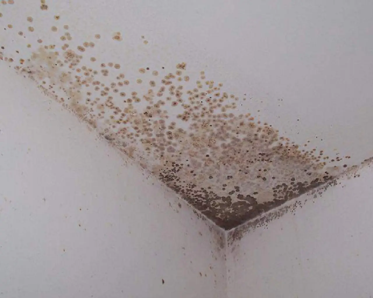 Senti questo odore in casa anche se non vedi la muffa? Ecco cosa significa e dove cercarla