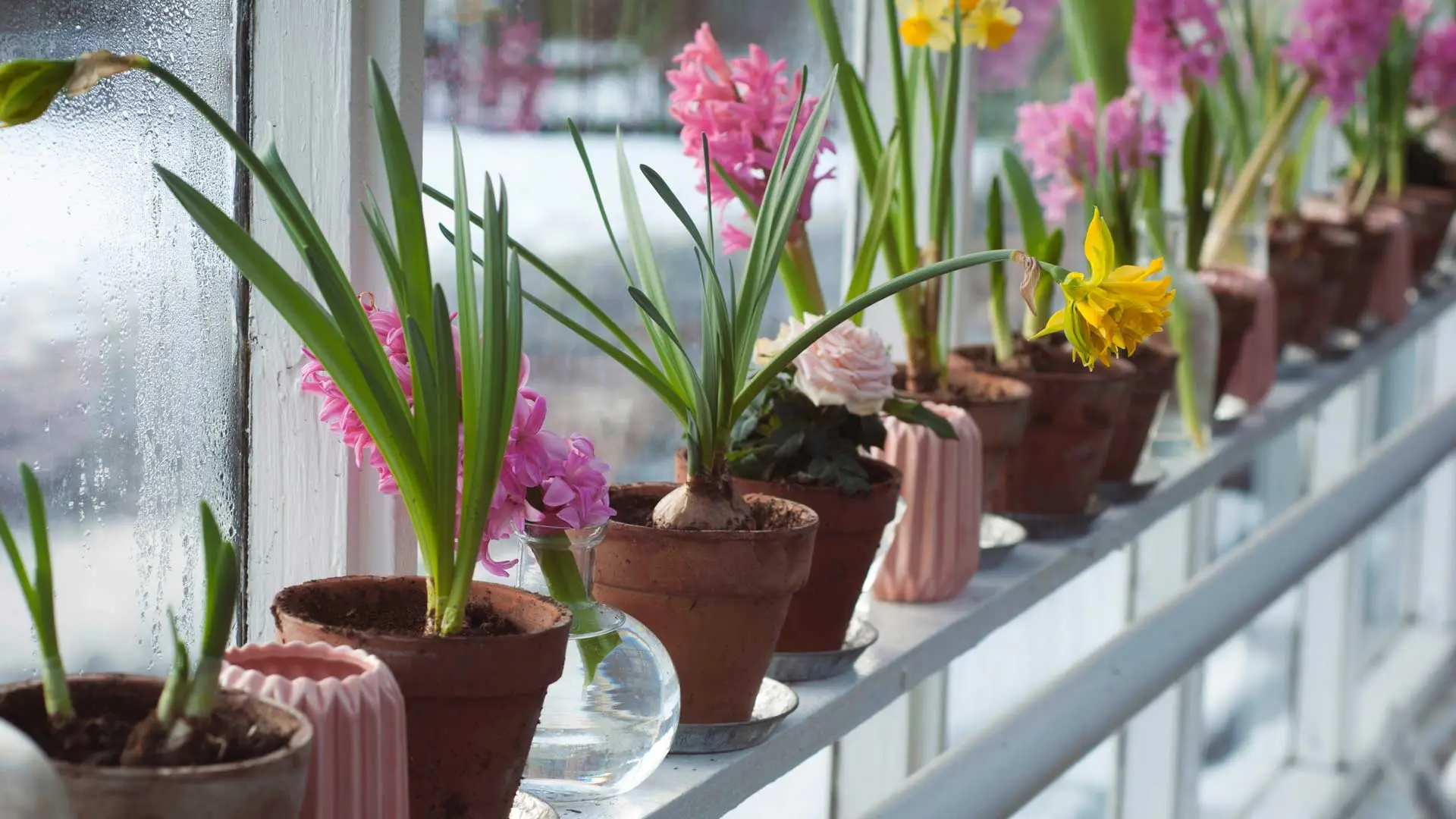 Hai poco spazio o solo vasi piccoli? Ecco le piante da esterno che prosperano con pochissima terra