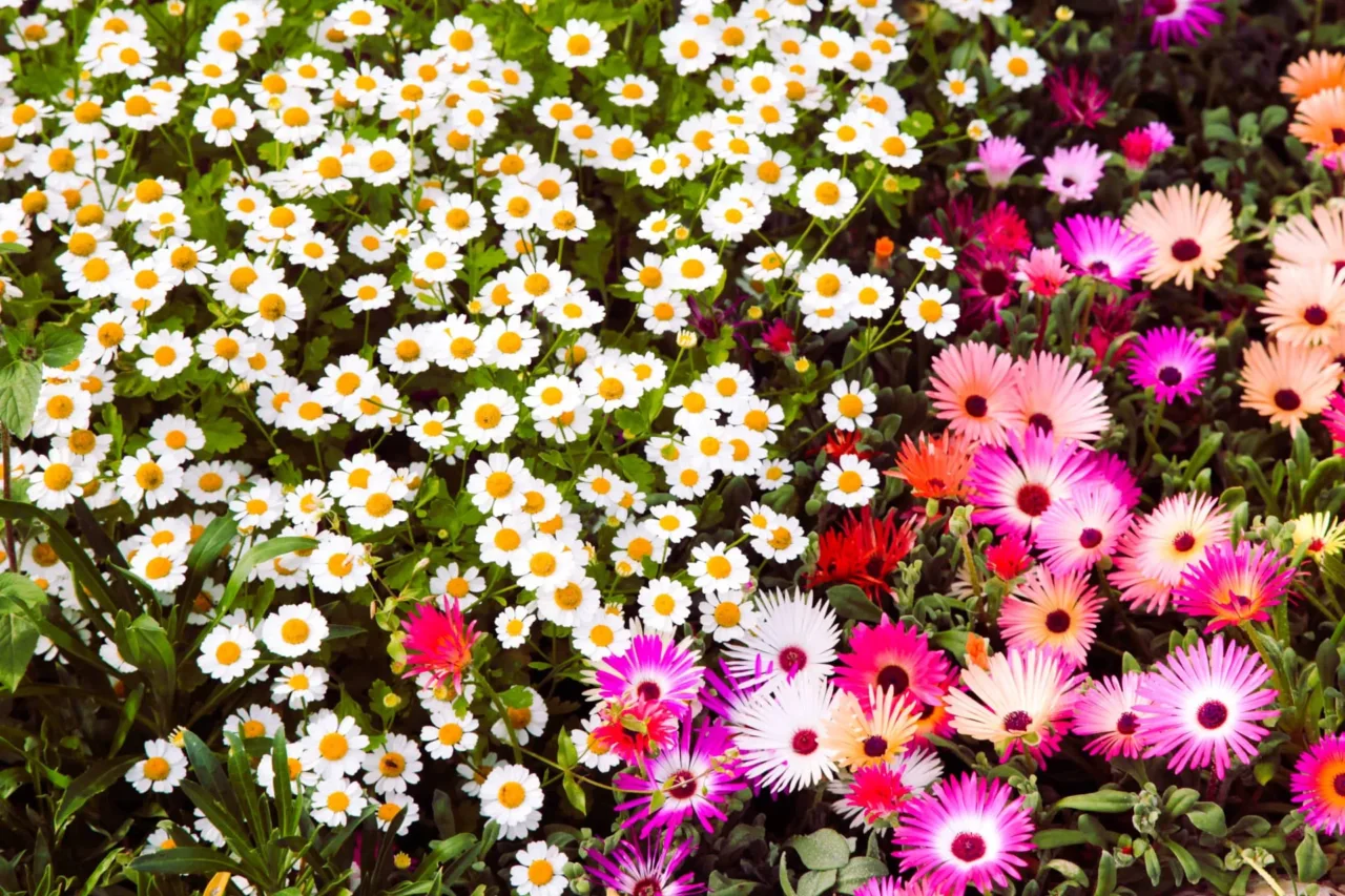 Curiosità botanica: ecco la pianta con i fiori più piccoli del mondo, quasi invisibili