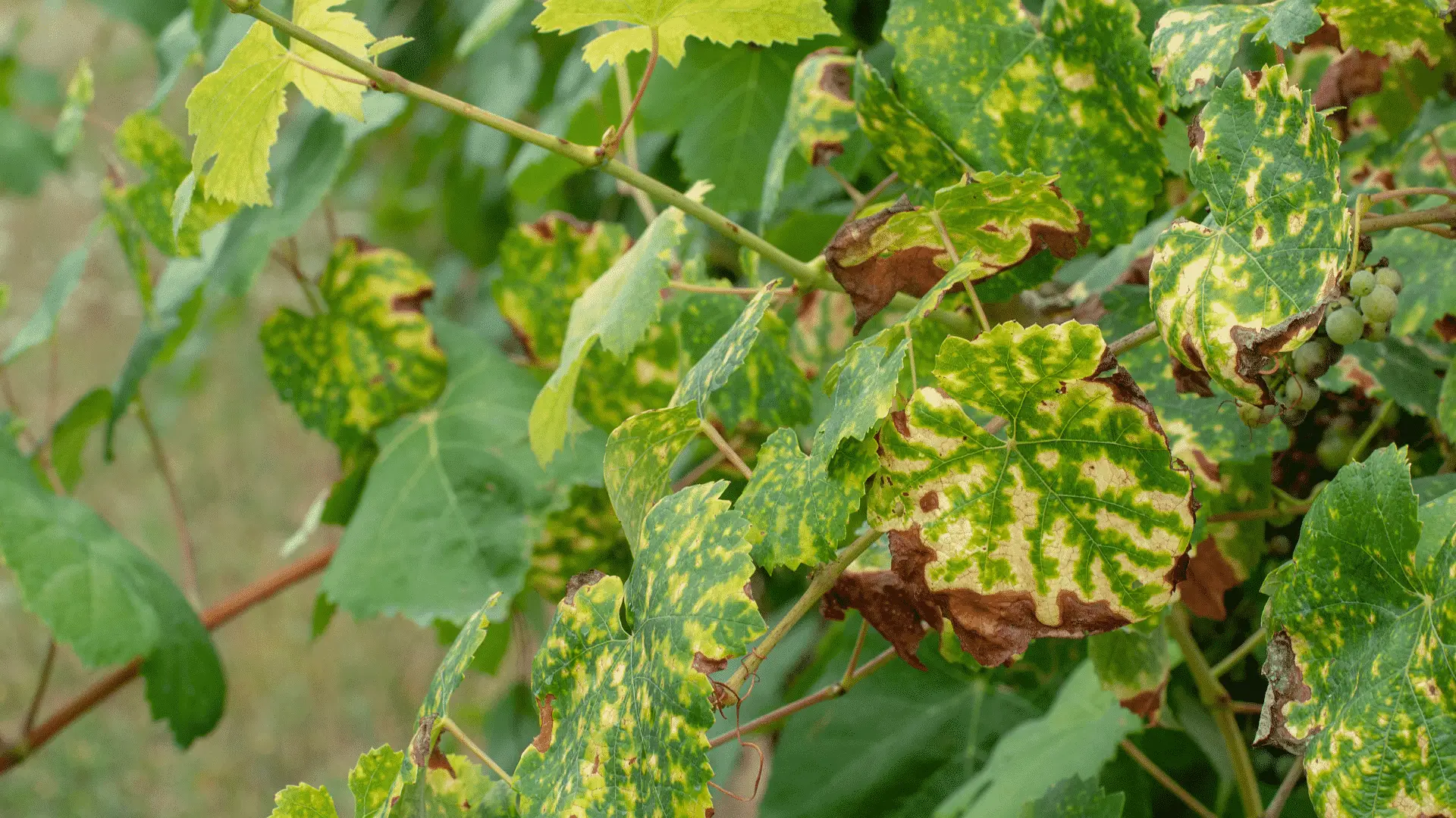 Le foglie delle tue piante hanno macchie o brucature? Ecco se è colpa del sole